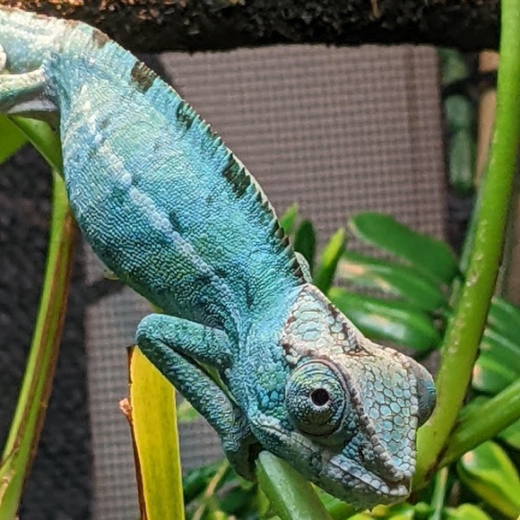 Meet your Posher, Linnea - Picture 1 of 1